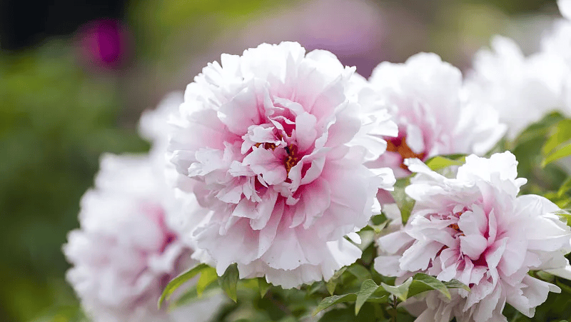 牡丹綻妍 譜寫新篇——中集攪拌邀您游洛陽，賞牡丹，品樣車，觀產(chǎn)線